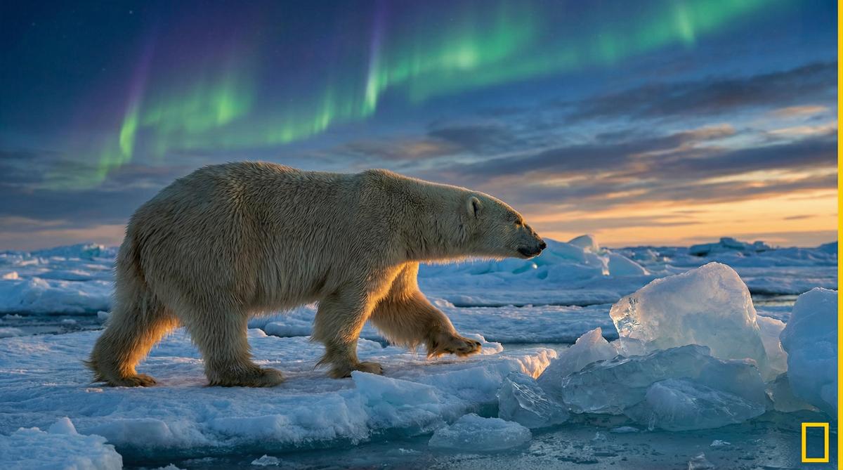 日本三级北极熊视频